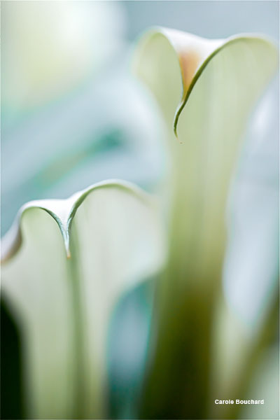 Two Calla Lilies by Carole Bouchard