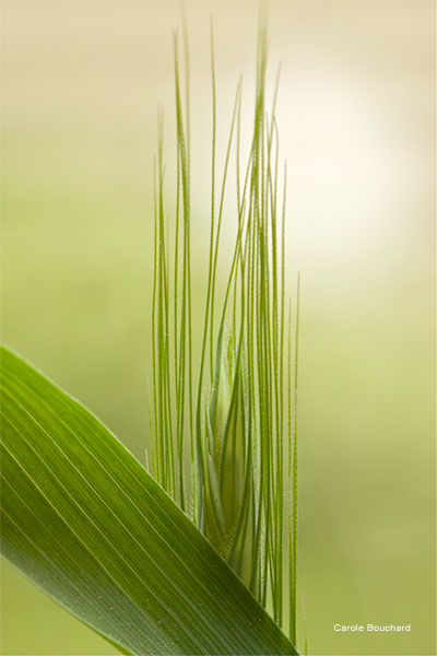 Wild Grass by Carole Bouchard