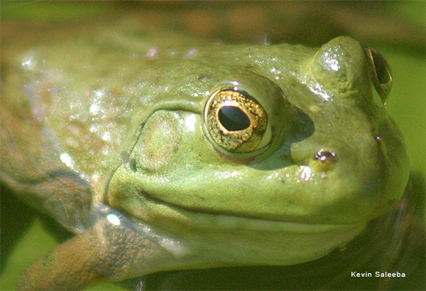 Frog Face-Time by Kevin Saleeba