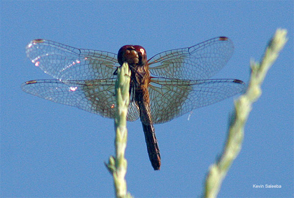 Dragonfly Stare Down by Kevin Saleeba