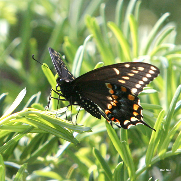 Butterfly by Bob See